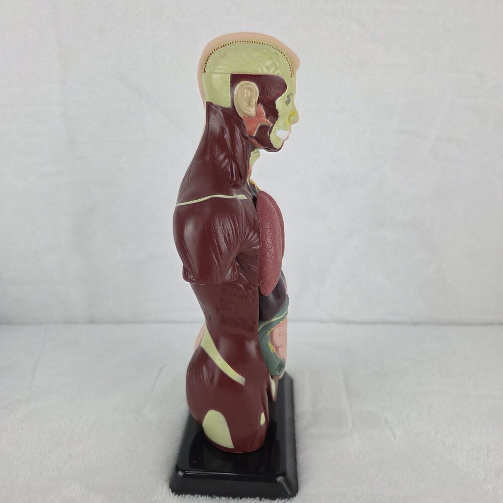 Lakeshore Fascinating Facts Human Body Game Anatomy Model Complete 2013 GG114 - Picture 8 of 13